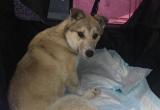 Щенка Дусю спасли в Вологде. Местные врачи прооперировали собаку после ее расстрела в Коми 