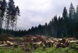В Сямженском районе незаконно вырубили хвойный лес