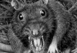 Посланники Сатаны: крысы готовятся к решающей схватке с людьми!
