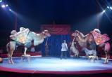 От похолодания в «Мир Джунглей»: московский цирк Никулина в Вологде (ВИДЕО)