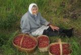 В Госдуме предложили открыть пункты приема ягод от населения. За деньги