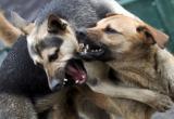 Кошмар на улице: никольские собаки остались безнаказанными 