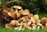 Эксперты рассказали, какие грибы наиболее популярны у россиян