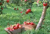 В общественных фруктовых садах на Вологодчине вырастут яблоки, груши и слива