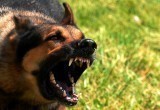 И снова о братьях наших опасных: собаки нападают на людей около стадиона «Витязь»