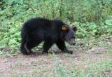 Спасенных медвежат после реабилитации выпустили в родной вологодский лес