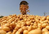 На Вологодчине зафиксирована небывалая урожайность картофеля