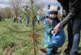 Живи, Лес! Во время всероссийской акции вологжане высадят свыше 160 тысяч деревьев