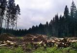 В Бабушкинском районе полиция задержала черного лесоруба