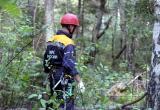 В Вытегорском районе в лесу нашли тело 55-летнего мужчины. Идет следствие