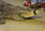 Крокодил, выживший в аварии, переехал в сад