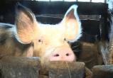 Чума свиней по-прежнему грозит Вологодской области