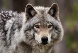 Камеры зафиксировали визит волка в деревню под Великим Устюгом