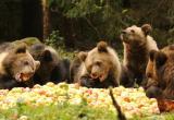 Вот и все… Вологодские медвежата подросли и готовятся к десантированию на родину…