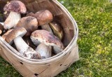 В Роскачестве рассказали, как продать грибы и не напороться на штраф