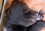 Вологодский медвежонок может умереть в любую секунду:  за жизнь косолапого пациента идет серьезная борьба