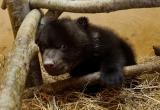 Более милого видео вы не увидите: медвежонок ВолоГоша со своими друзьями впервые вышел в лес на прогулку