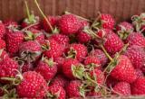 Где в Вологде можно купить надежные сорта плодово-ягодных кустов и деревьев сибирской селекции?