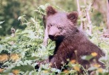 Появились новости от вологодского медвежонка ВолоГоши: «мохнатый человечек» скоро вернётся на родину
