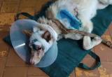 В Вологодской области живодер надругался над собакой Рекси и изрубил её топором