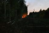 В Вологодской области бессовестные подростки устроили лесной пожар
