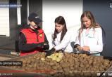 Картофельные папы: вологодские фермеры собрали урожай семенного картофеля из Северной Осетии