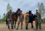 Пропавших людей в Вологодской области начнут искать конные экипажи
