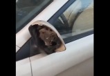 В Вологодской области неизвестный водитель «сбрил» зеркала у нескольких припаркованных машин
