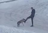 В одном из маленьких городков Вологодчины ищут живодера, избивающего собак