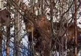 Крупную лосиху, отдыхавшую рядом с электростанцией в Вологодской области, прогнали в лес