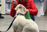 «Доброта» вологжан становится легендарной: житель Вологодской области периодически вешал свою собаку и бил её топором по голове