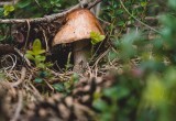 Какие грибы опасно выращивать на даче в 2024 году: разбираемся в законах