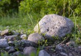 Камни как защита от заморозков: как они могут помочь вашему огороду?