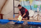 Дельфинарий AQUA SHOW в Вологде. РИО