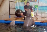 Дельфинарий AQUA SHOW в Вологде. РИО