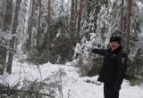 В Бабушкинском районе полицейские вместе с лесничими задержали «черного лесоруба»