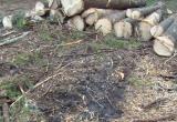 "Чёрный лесоруб" пойдет под суд в Вологодской области 