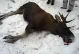 За убитого лося браконьер заплатит 560 тысяч рублей(ФОТО) 