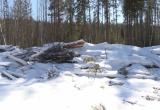 "Черный лесоруб" в Бабушкинском районе украл леса на 2 миллиона рублей 