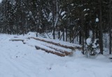 Чёрный лесоруб украл леса на 320 тысяч рублей (ФОТО) 