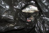 Рыбу из Красной книги ловили браконьеры под Вытегрой (оперативные ФОТО и ВИДЕО)