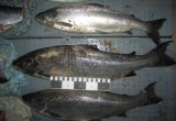 Рыбу из Красной книги ловили браконьеры под Вытегрой (оперативные ФОТО и ВИДЕО)