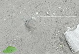 В Бабаево прямо на улице обнаружили боевую гранату (ФОТО) 