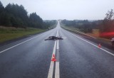 На Вологодской трассе иномарка насмерть сбила лося