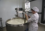 Производство твердых сортов в Вологодской области запущено: на следующей очереди масло и мороженое