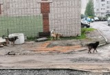 Бесхозные псины опять терроризируют жителей Вологды (ФОТО) 