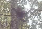 В поселке Уткино убили маленького медвежонка (ФОТО) 