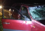 Череповецкая автоледи решила протаранить лося: Животное не пострадало (ФОТО) 