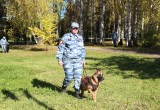 Вологодские полицейские-кинологи участвуют в чемпионате МВД