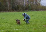 Бельгийская овчарка и полицейский из Вологды 